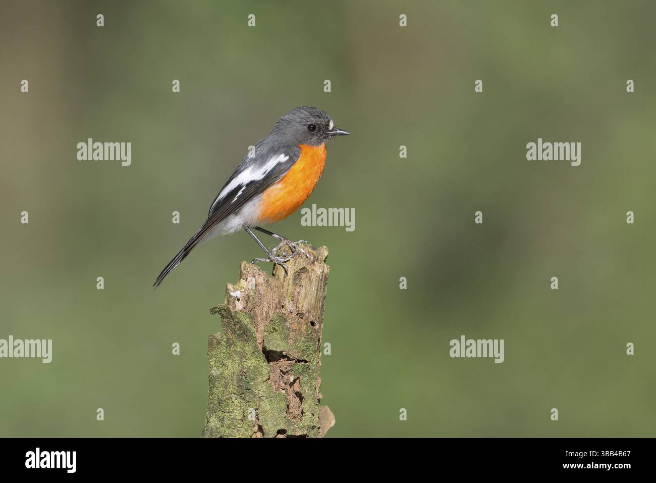 Flame Robin (Petroica phoenicea) maschio, Victoria, Australia, Oceania Foto Stock