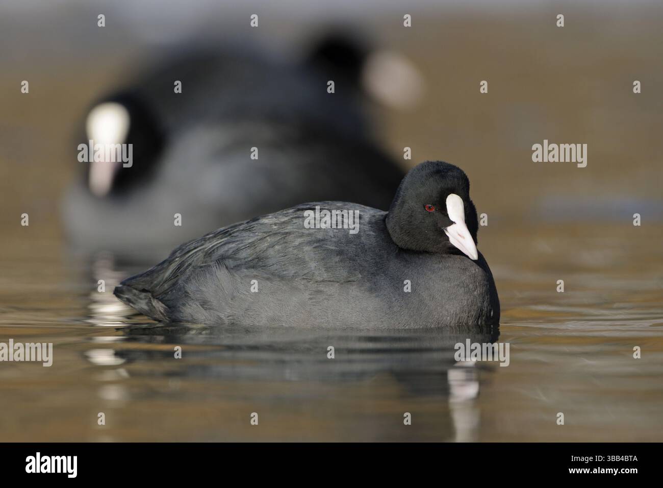 Gruppo Eurasian Coot (Fulica atra), Renania settentrionale-Vestfalia, Germania, Europa Foto Stock