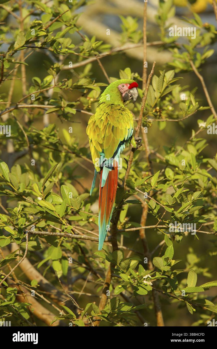 Militare Macaw Ara militaris El Tuito, Jalisco, Messico 9 giugno psittacidae adulti Foto Stock