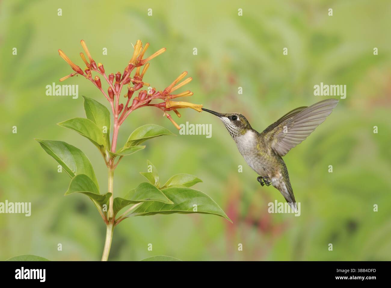 Colibrì dalla gola rubina (Archilochus colubris) femmina che vola mentre si nutre di nettare di fiori, Texas, USA, Nord America Foto Stock