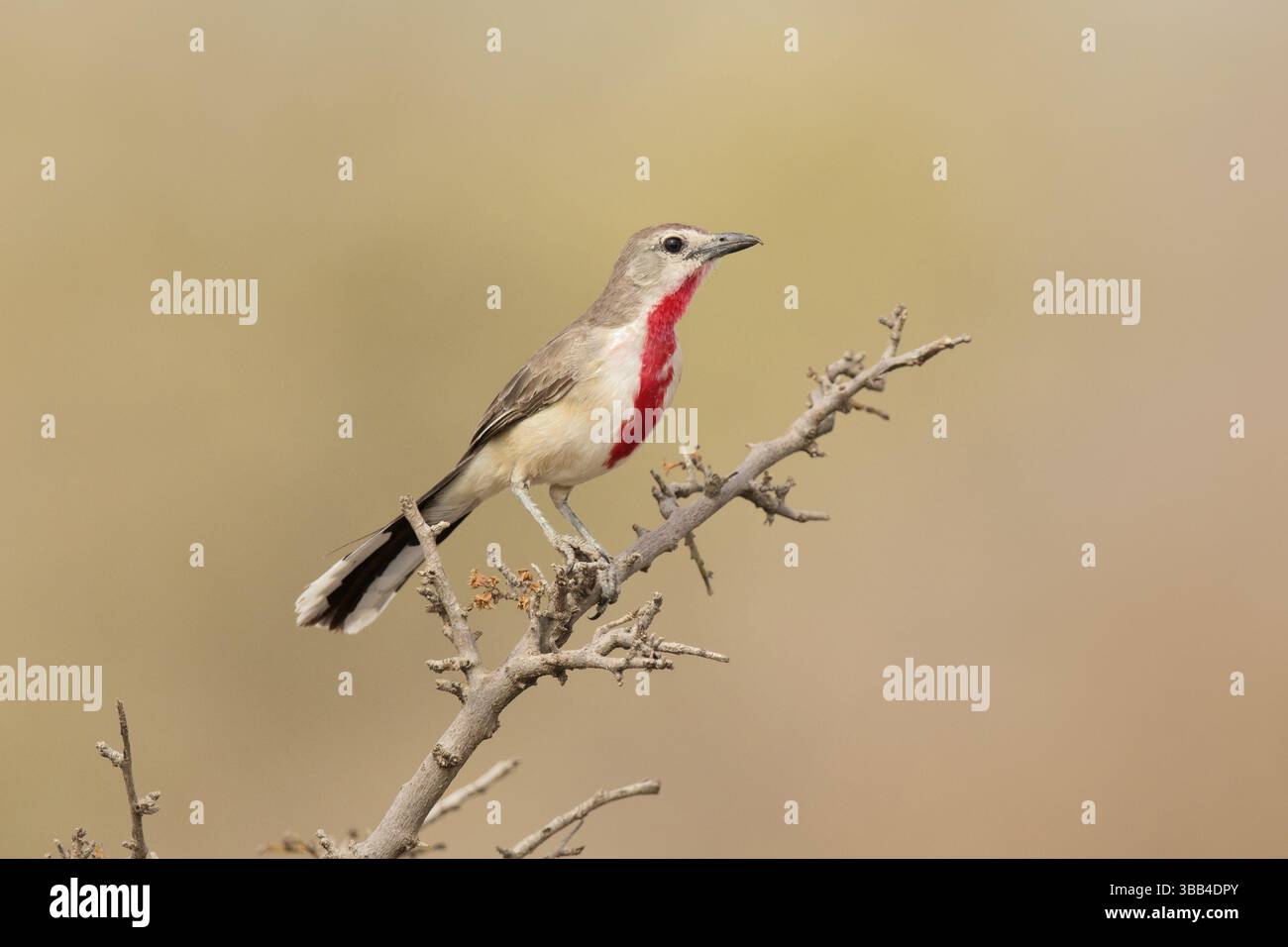 Bushshrike (Telophorus cruentus) arroccato su una diramazione, Parco Nazionale di Awash, Etiopia, Africa Foto Stock Bushshrike (Telophorus cruentus) arroccato su una diramazione, Parco Nazionale di Awash, Etiopia, Africa Foto Stock
