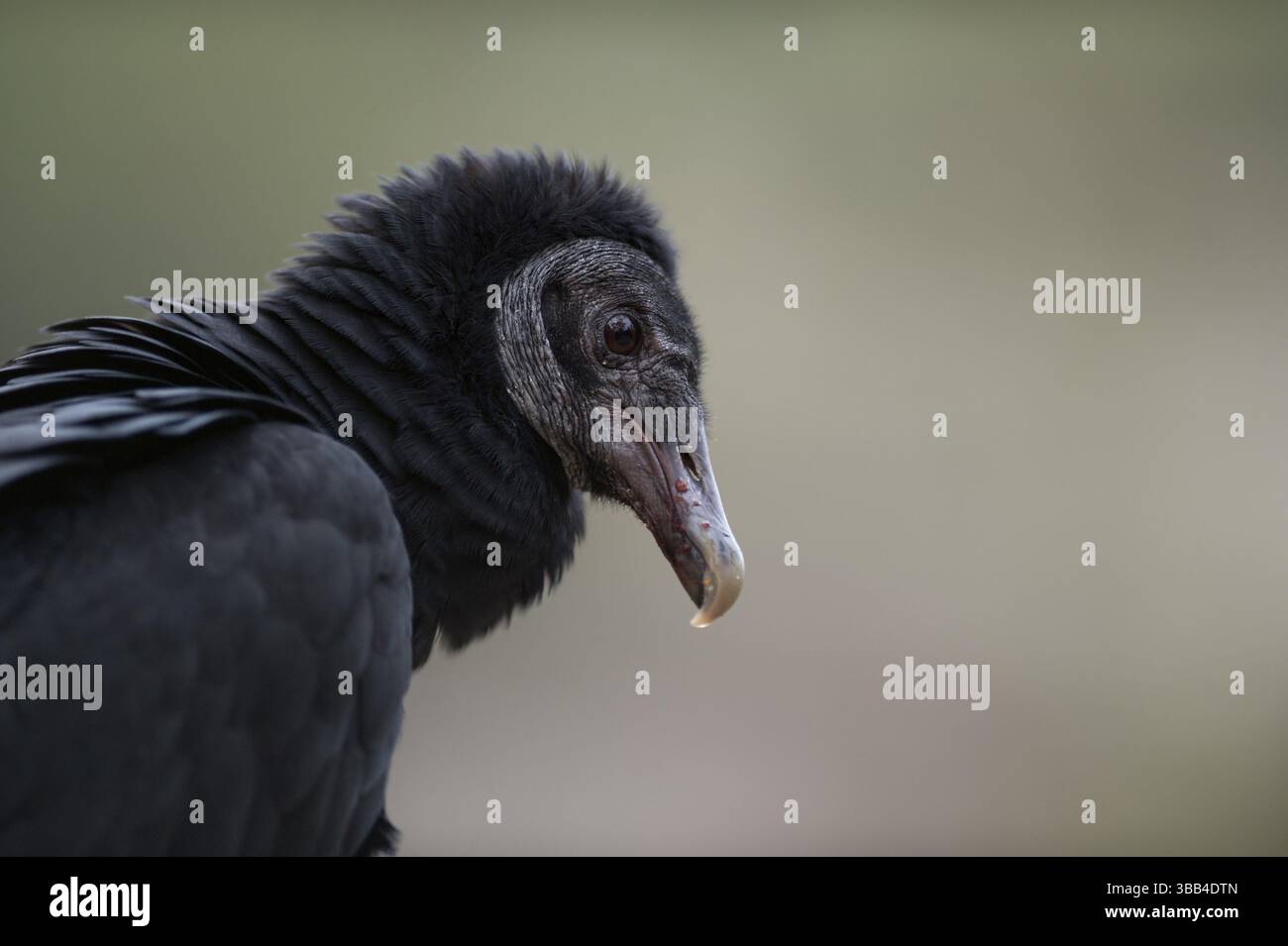 Black Vulture (Coragyps atratus) Captive, Renania settentrionale-Vestfalia, Germania, Europa Foto Stock