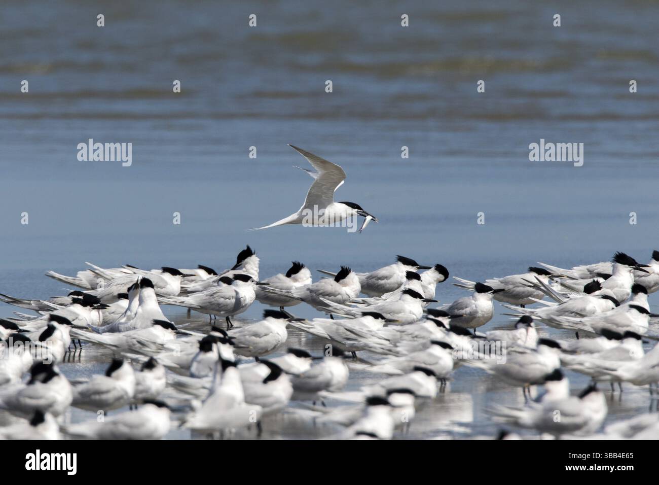 Gruppo sandwich Tern (Thalasseus sandvicensis), Romania, Europa Foto Stock