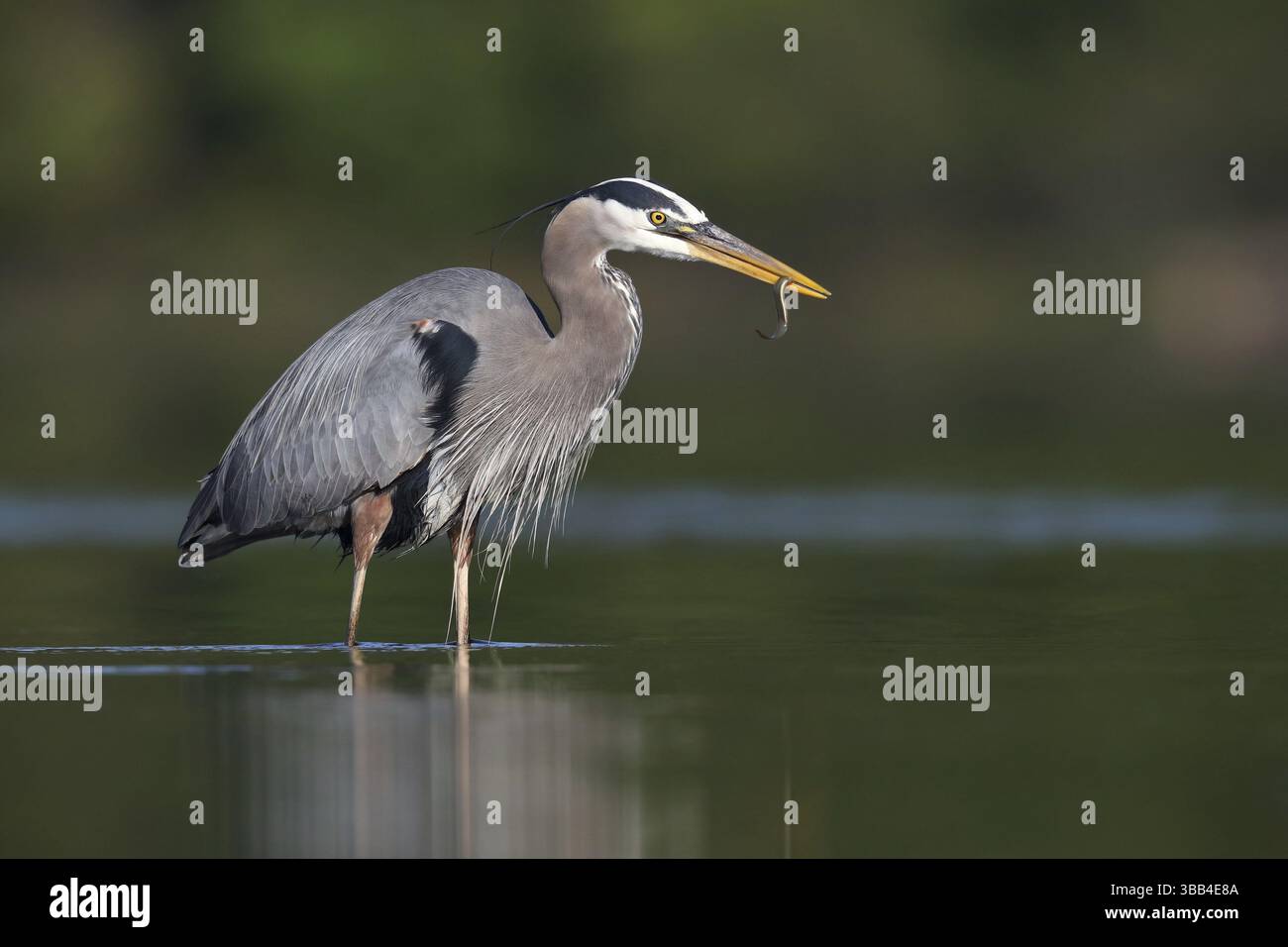Great Blue Heron (Ardea herodias) con prede di pesce in becco, Canada, Nord America Foto Stock