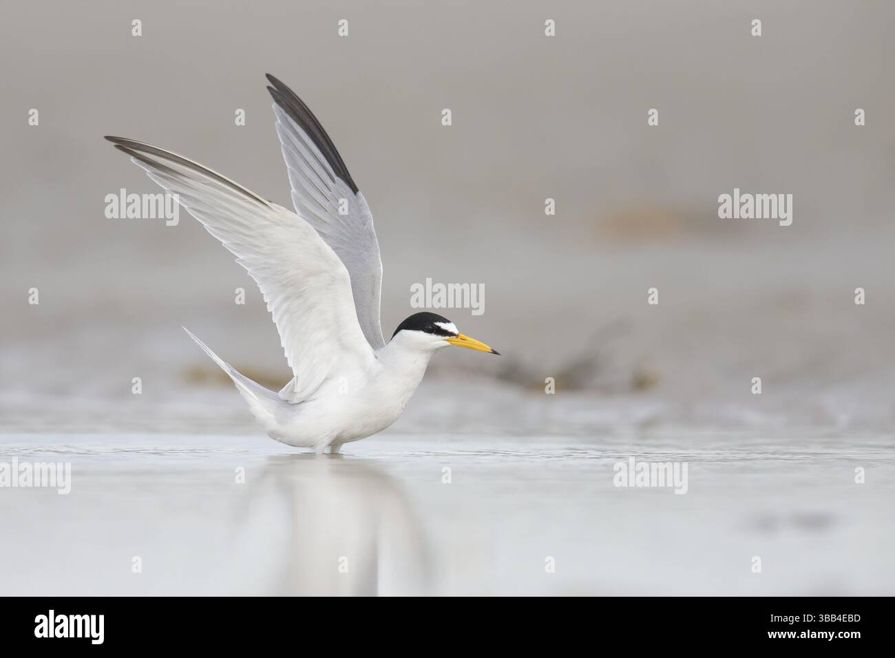 Minimum Tern (Sternula antillarum) Raised, Massachusetts, USA, Nord America Foto Stock