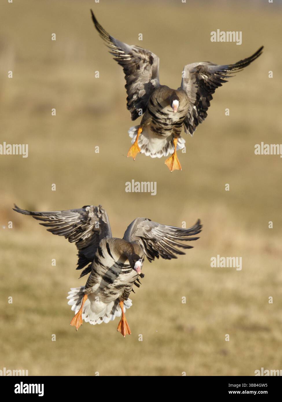 Greater White-Fronted Goose (Anser albifrons) atterrando, Renania settentrionale-Vestfalia, Germania, Europa Foto Stock