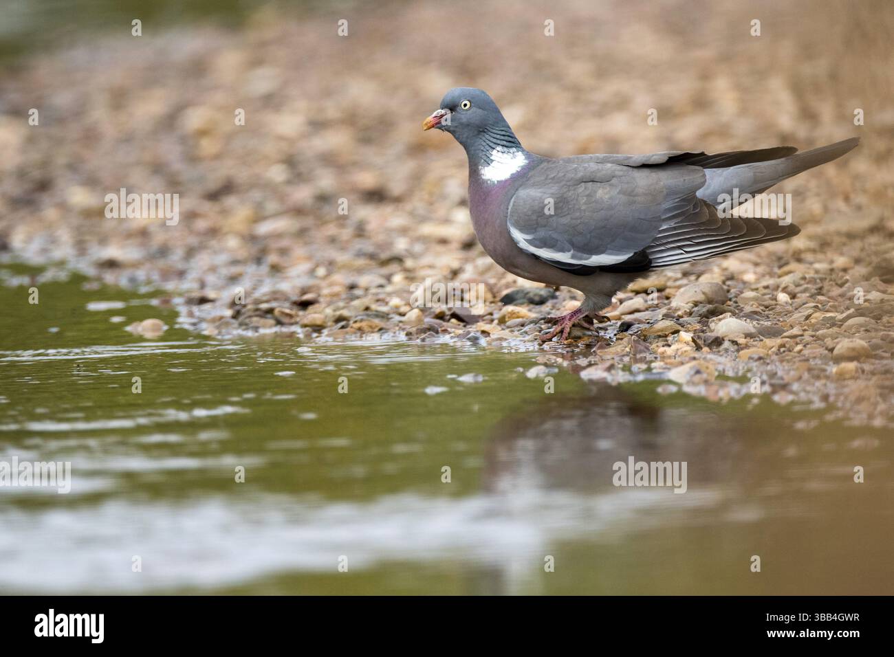 Piccione di legno comune (palumbo di Columba) arroccato in una pozza d'acqua, Andalusia, Spagna, Europa Foto Stock