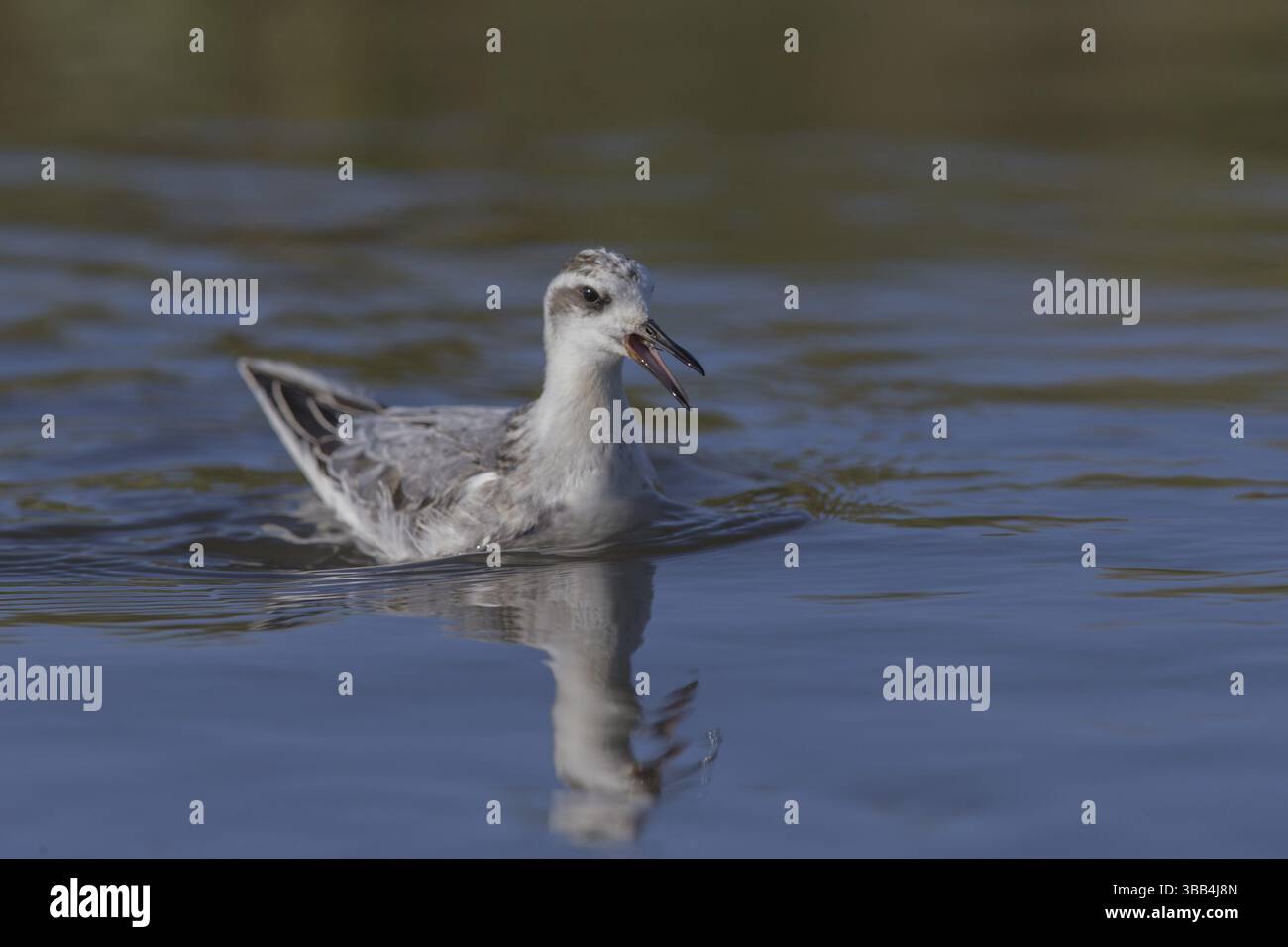 Red Phalarope (Phalaropus fulicarius), Galles, Regno Unito, Europa Foto Stock