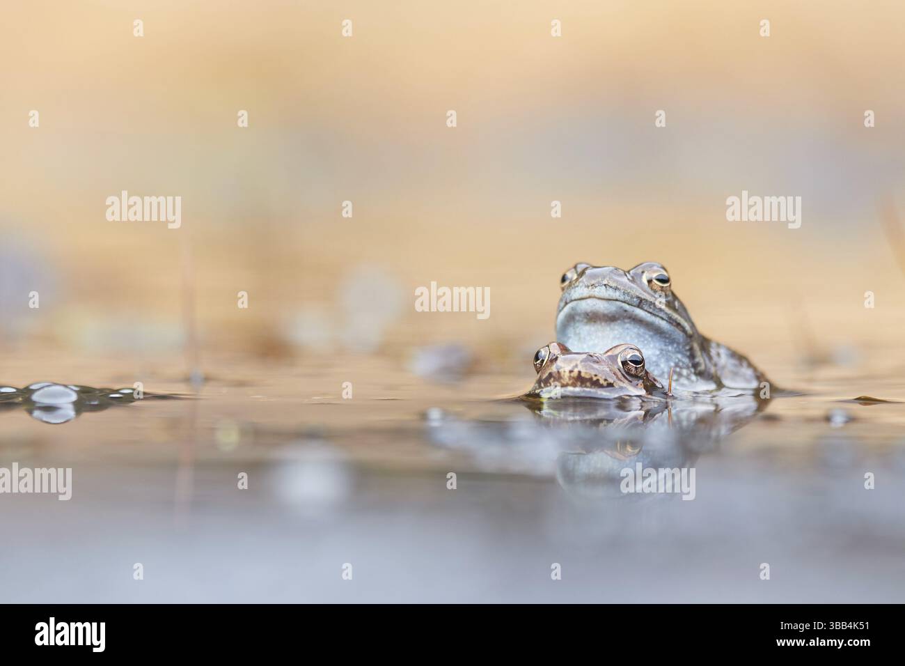Rana comune (Rana temporaria) coppia accoppiata in stagno riproduttore, Cantone dei Grigioni, Svizzera, Europa Foto Stock