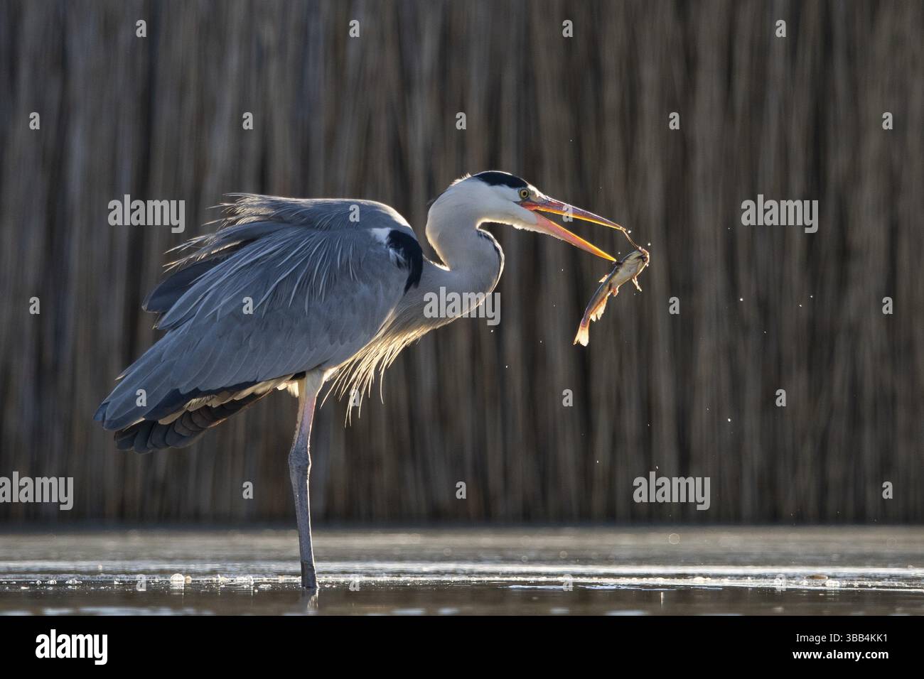 Heron grigio (Ardea cinerea) con prede di pesce in becco, Pusztaszer, Ungheria, Europa Foto Stock