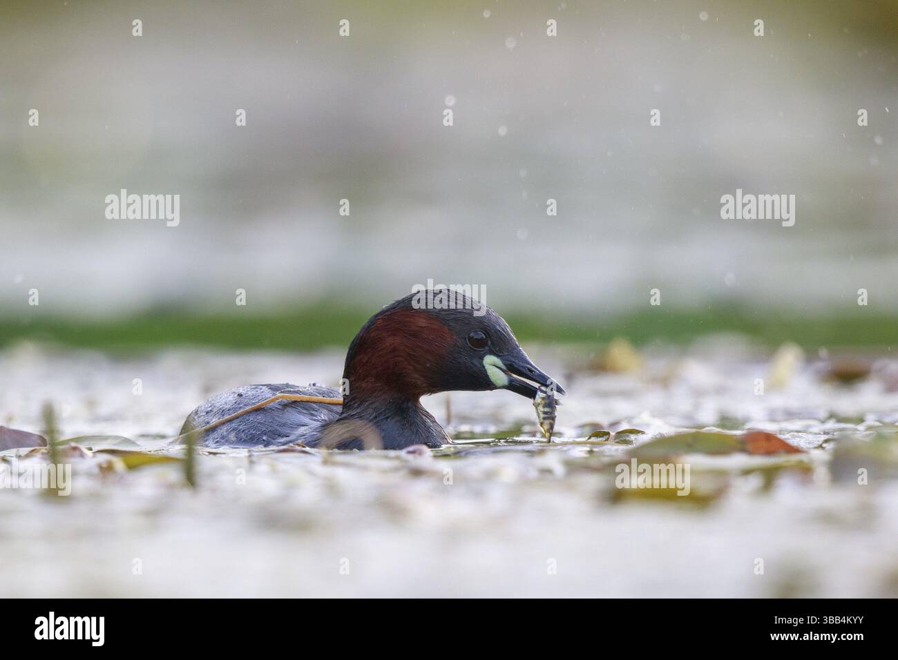 Little Grebe (Tachybaptus ruficollis) con prede di pesce in becco, Renania settentrionale-Vestfalia, Germania, Europa Foto Stock