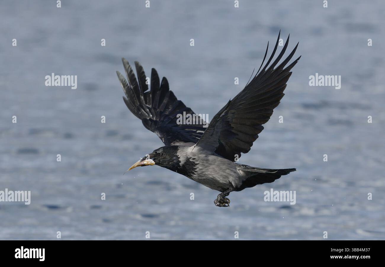 Nebelkraehe, lat. Corvus corone cornix, Hat einen toten Fisch mit dem Schnabel von der Wasseroberflaeche aufgenommen Foto Stock