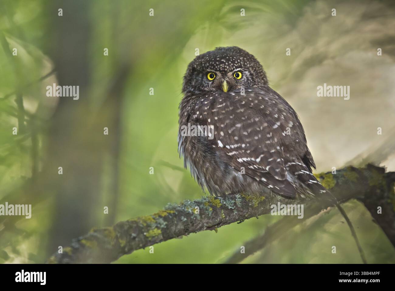 Gufo di pigmeo eurasiatico (Glaucidium passerinum) appollaiato su una filiale, Baviera, Germania, Europa Foto Stock