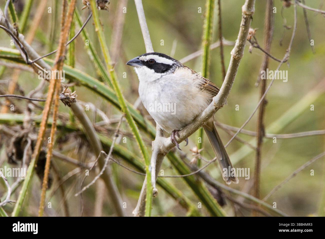 Sparrow Aimophila ruficauda Sayulita, Nayarit, Messico 19 gennaio adulti Emberizidae Foto Stock