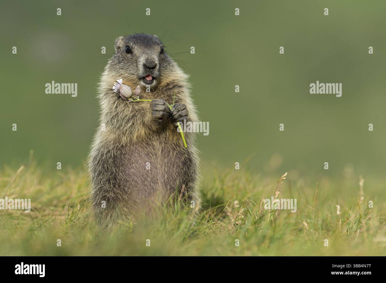 Marmota alpina (Marmota marmota) foraggio giovanile, Parco Nazionale dell'alto Taurino, Carinzia, Austria, Europa Foto Stock