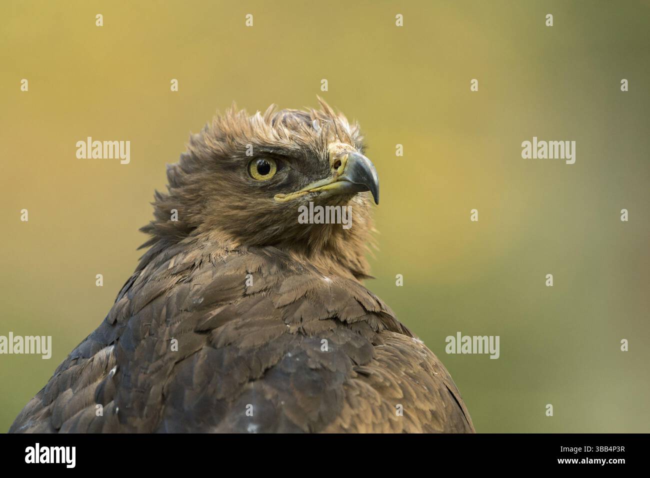 Aquila maculata minore (Clanga pomarina) in cattività, Baviera, Germania, Europa Foto Stock