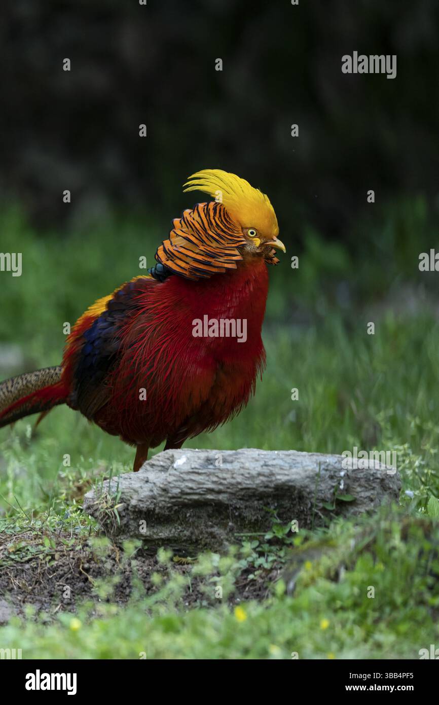 Fagiano dorato (Chrysolophus pictus) maschio arroccato sul terreno, Shanxi, Cina, Asia Foto Stock