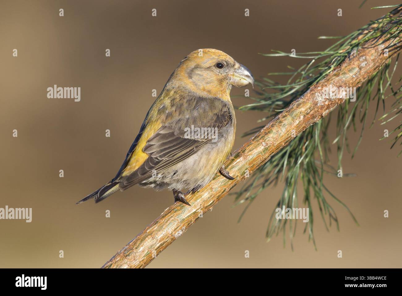 Parrot Crossbill (Loxia pytyopsittacus) arroccato su una filiale, Paesi Bassi Foto Stock