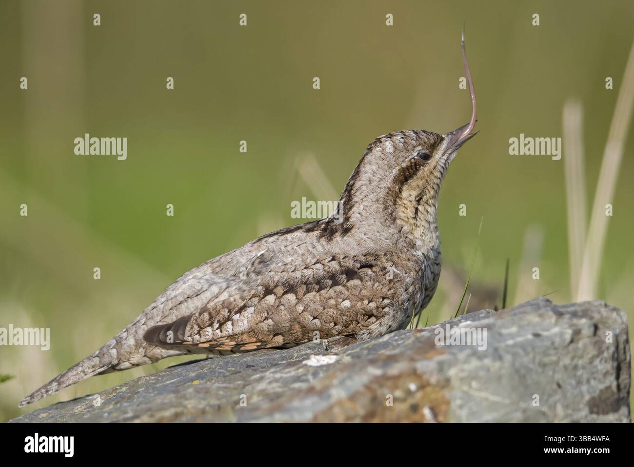 Wryneck eurasiatico (Jynx torquilla) arroccato su un ceppo con tounge esteso, Galles, Regno Unito, Europa Foto Stock