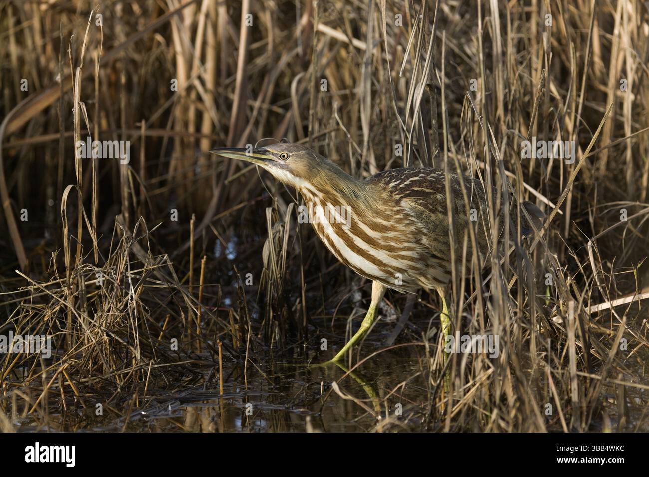 American tarabuso nella palude d'acqua dolce, Yolo County in California Foto Stock