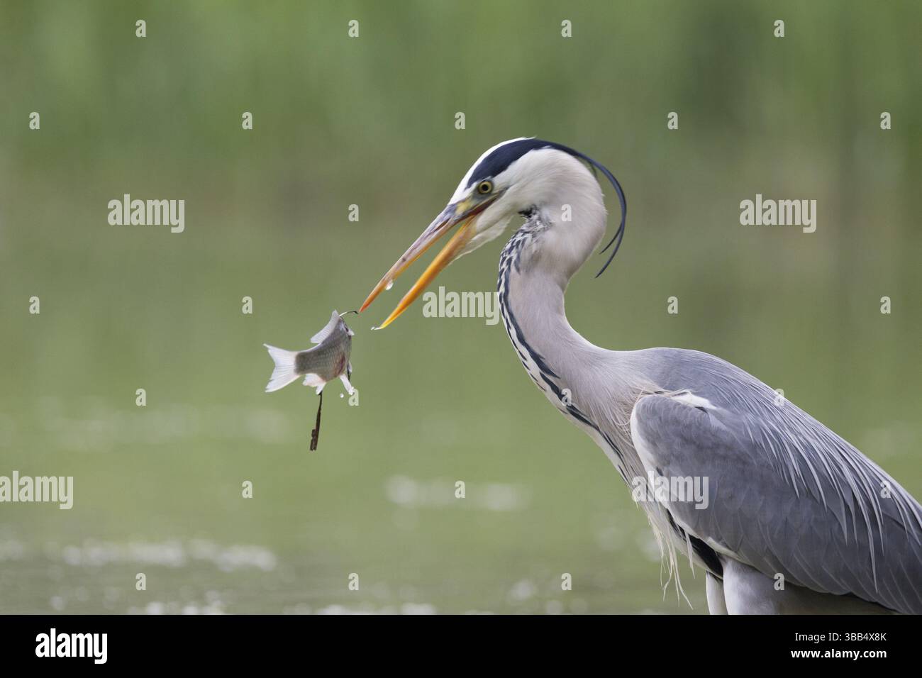 Heron grigio (Ardea cinerea) con prede di pesce, Serbia, Europa Foto Stock