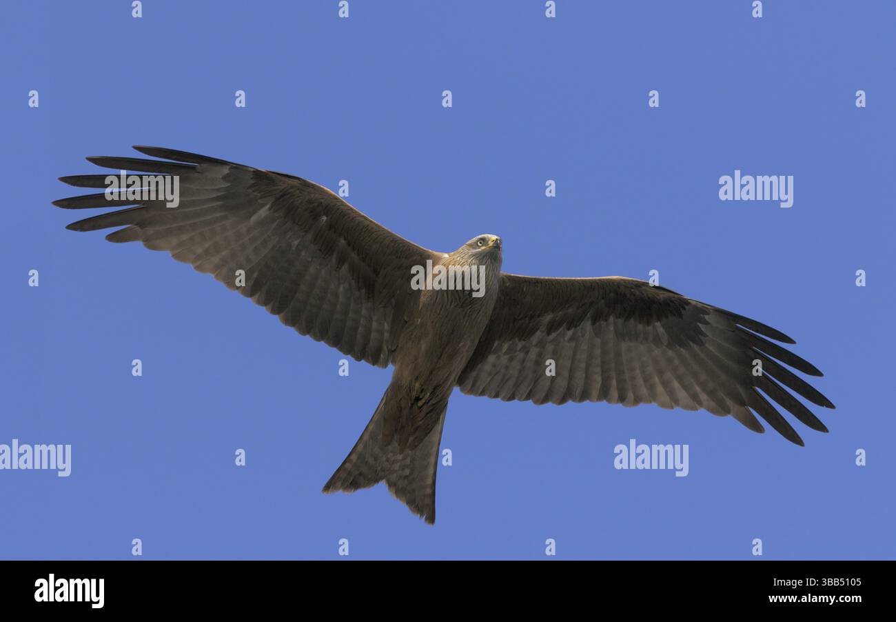 Schwarzmilan, lat. Milvus migrans migrans, Altvogel segelt am blauen Himmel Foto Stock