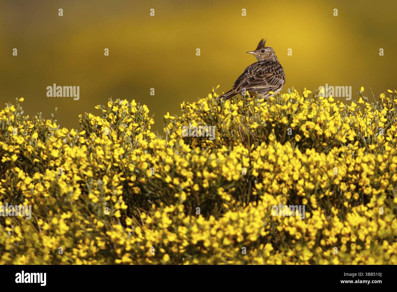 Skylark eurasiatico (Alauda arvensis), Castiglia, Spagna, Europa Foto Stock
