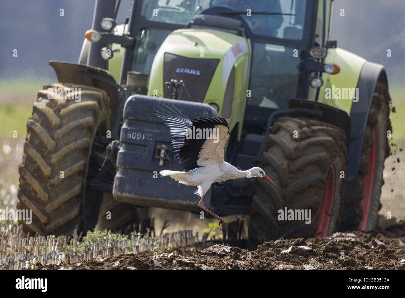 Cicogna bianca (Ciconia ciconia) foraggio in campi appena arati, Renania settentrionale-Vestfalia, Germania, Europa Foto Stock