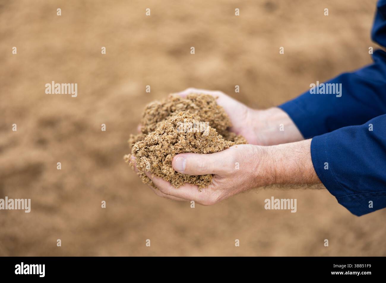 Mani di agricoltori che detengono il grano esaurito del birraio Foto Stock