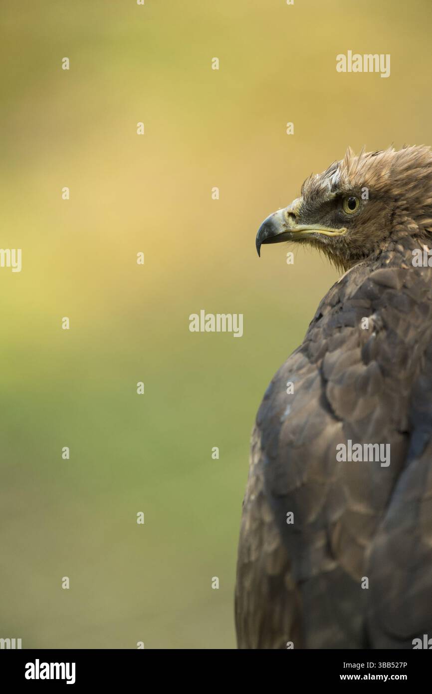 Aquila maculata minore (Clanga pomarina) in cattività, Baviera, Germania, Europa Foto Stock