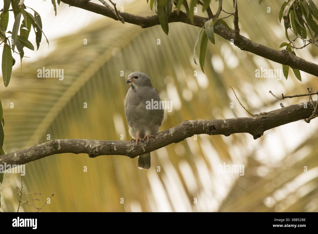 Lizard Buzzard (Kaupifalco monogrammicus), Gambia, Africa Foto Stock