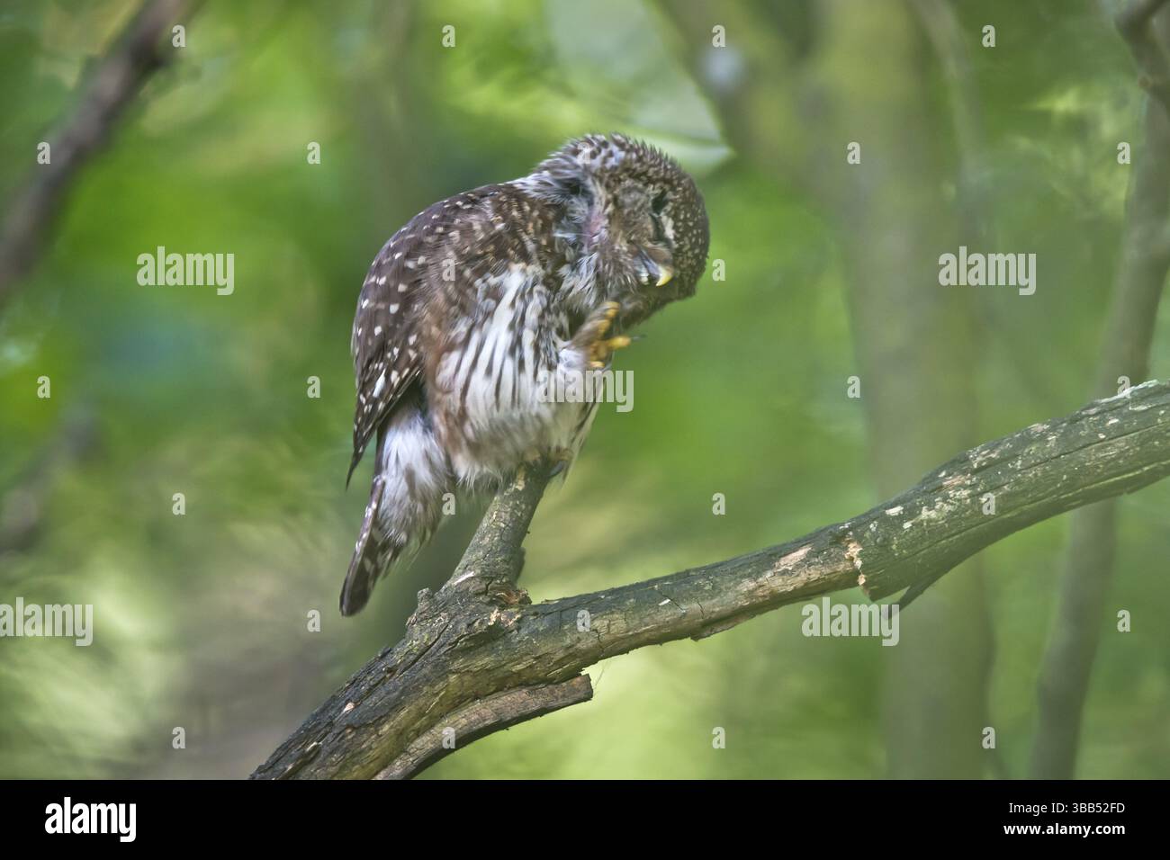 Gufo di pigmeo eurasiatico (Glaucidium passerinum) femmina arroccata su un ramo, Baviera, Germania, Europa Foto Stock