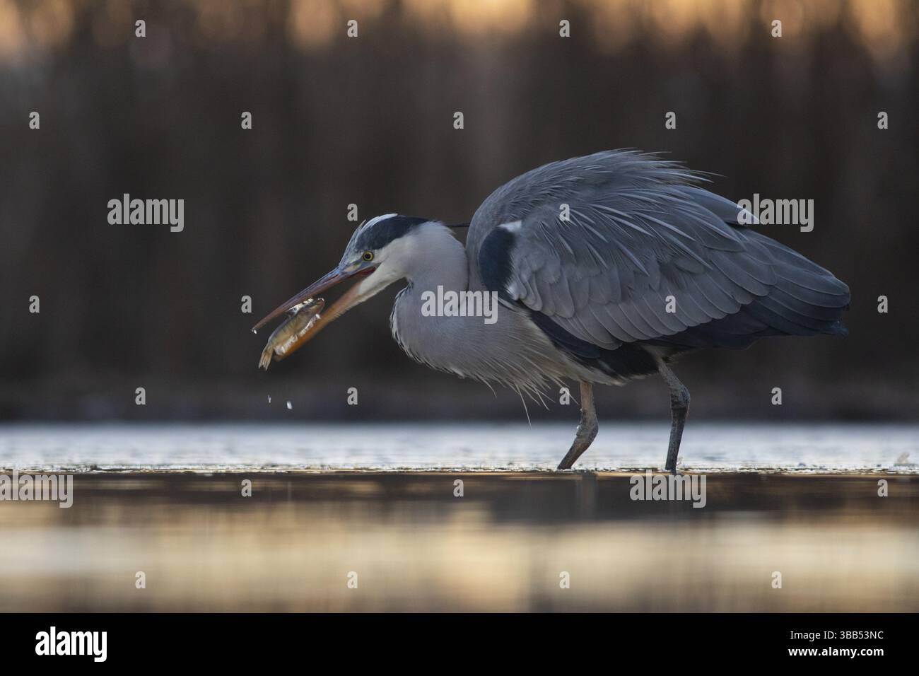 Heron grigio (Ardea cinerea) con prede di pesce in becco, Pusztaszer, Ungheria, Europa Foto Stock
