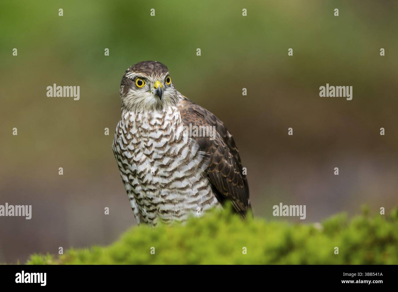 Eurasian Sparviero (Accipiter nisus) femmina, Paesi Bassi Foto Stock