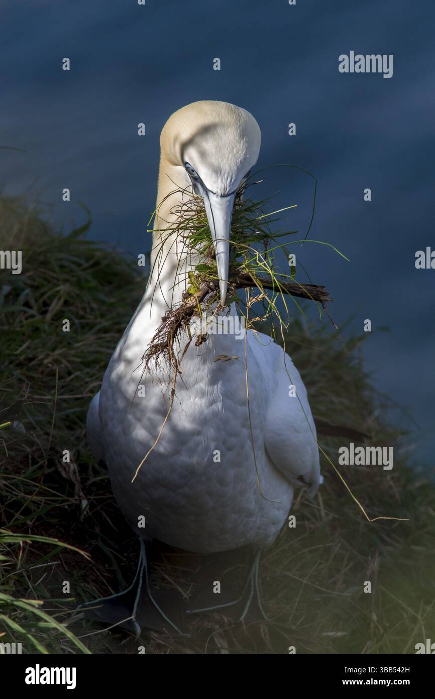 Northern Gannet (Morus bassanus), con materiale di nidificazione in becco, East Yorkshire, Regno Unito, Europa Foto Stock