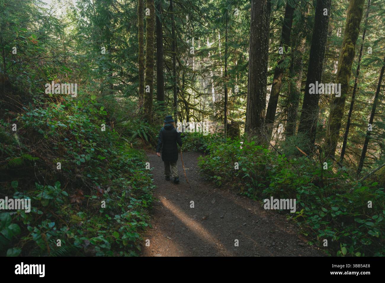 Un escursionista cammina lungo un sentiero nella foresta soleggiata all'interno del Parco Nazionale Olimpico, circondato da torreggianti sempreverdi. Foto Stock