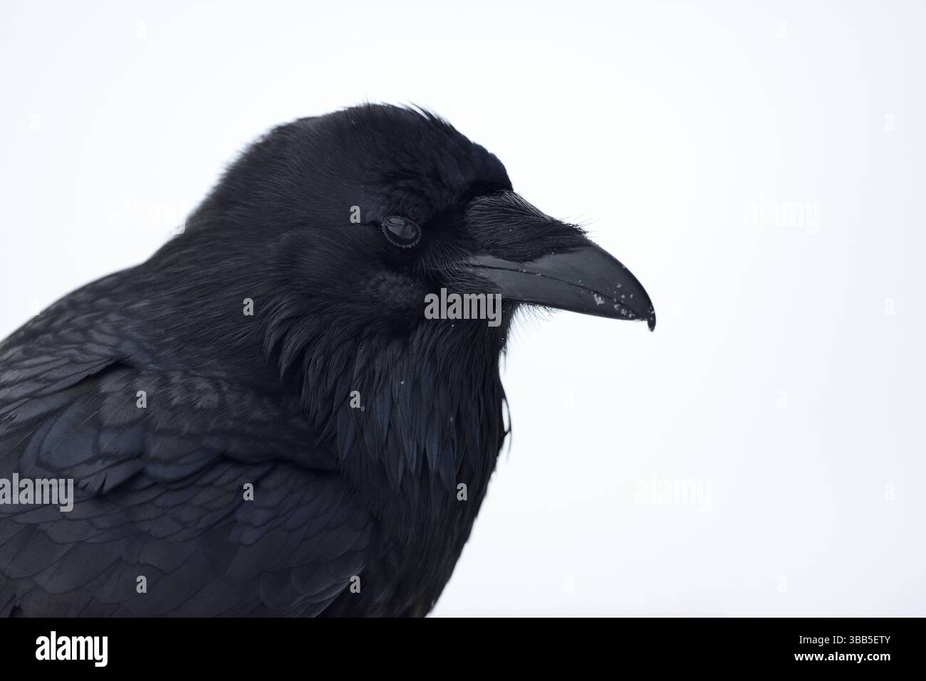 Northern Raven (Corvus corax), Wyoming, Stati Uniti, Nord America Foto Stock