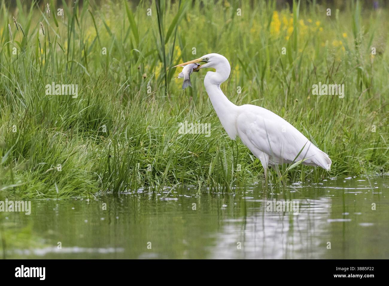 Grande Egret (Ardea alba) con prede di pesce in becco, Subotica, Serbia, Europa Foto Stock Grande Egret (Ardea alba) con prede di pesce in becco, Subotica, Serbia, Europa Foto Stock
