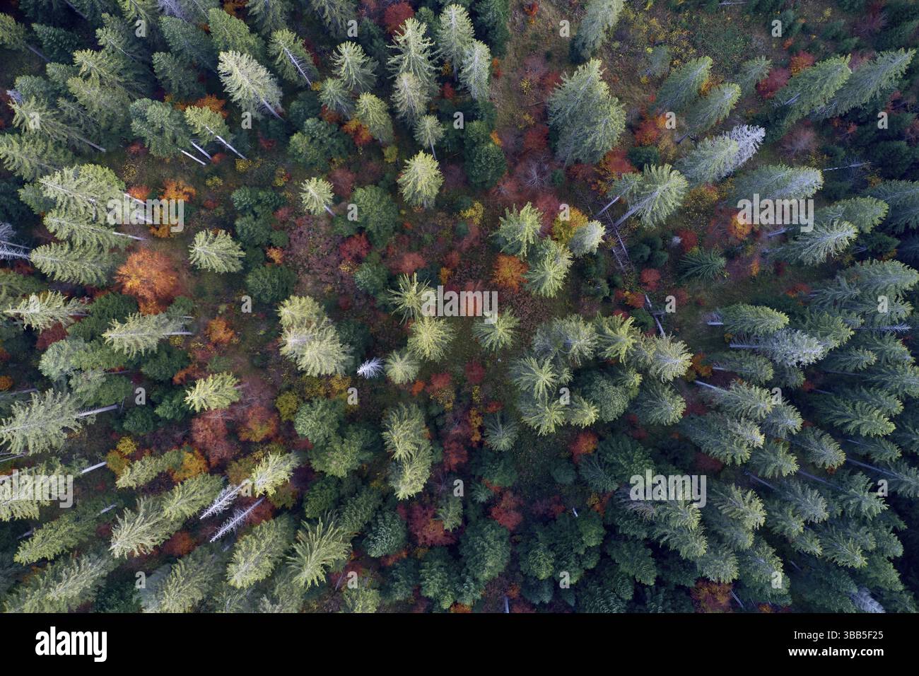 Foresta montana in colorato fogliame autunnale vista dalla prospettiva degli uccelli, Svizzera, Europa Foto Stock