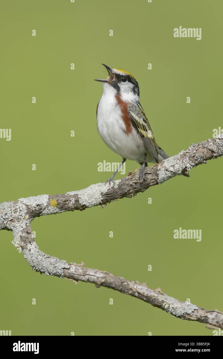 Chestnut-sided Warbler (Setophaga pensylvanica) canto, Minnesota, USA, Nord America Foto Stock