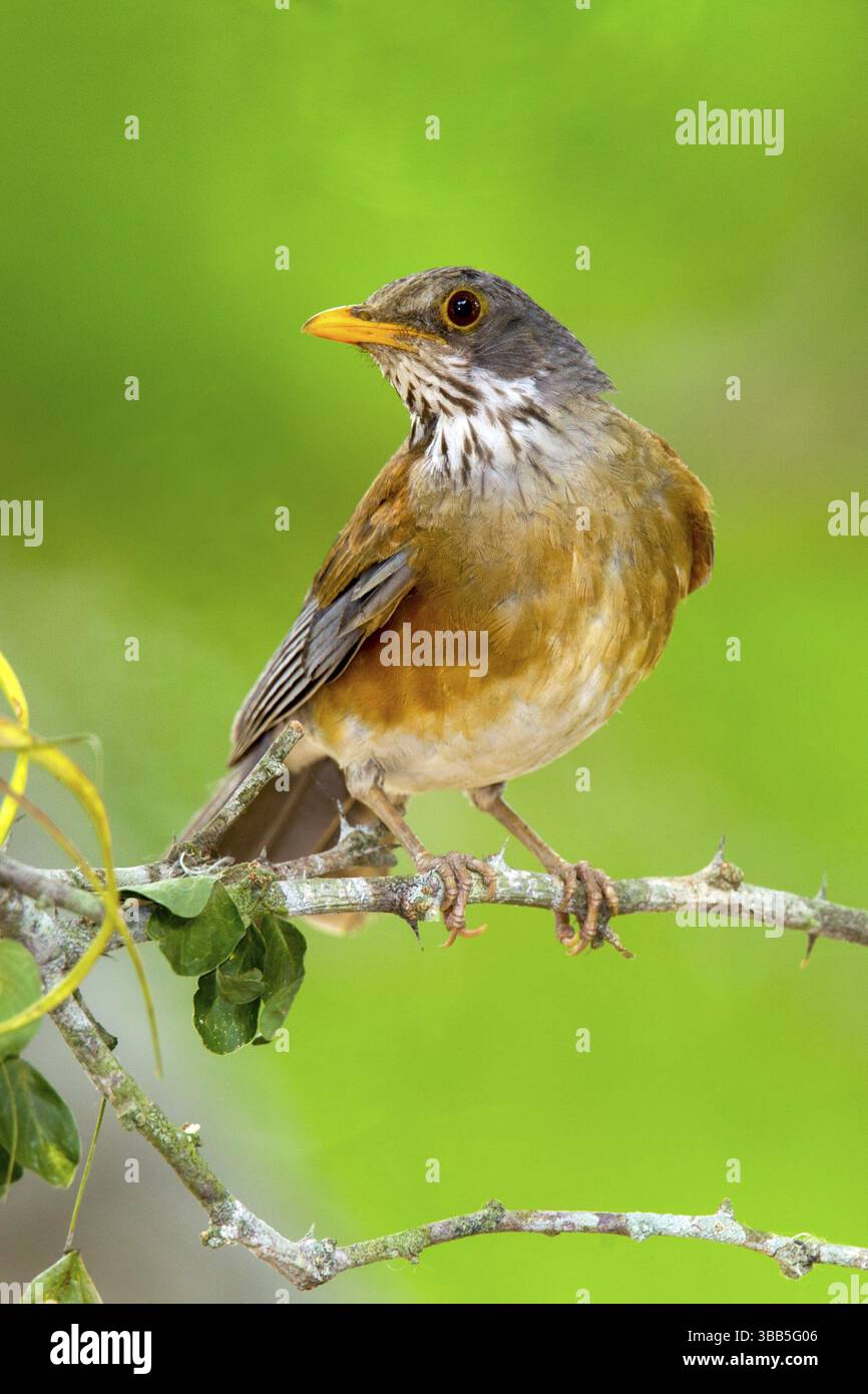 Robin Turdus rufopalliatus El Tuito, Jalisco, Messico 12 giugno Turdidae adulti Foto Stock