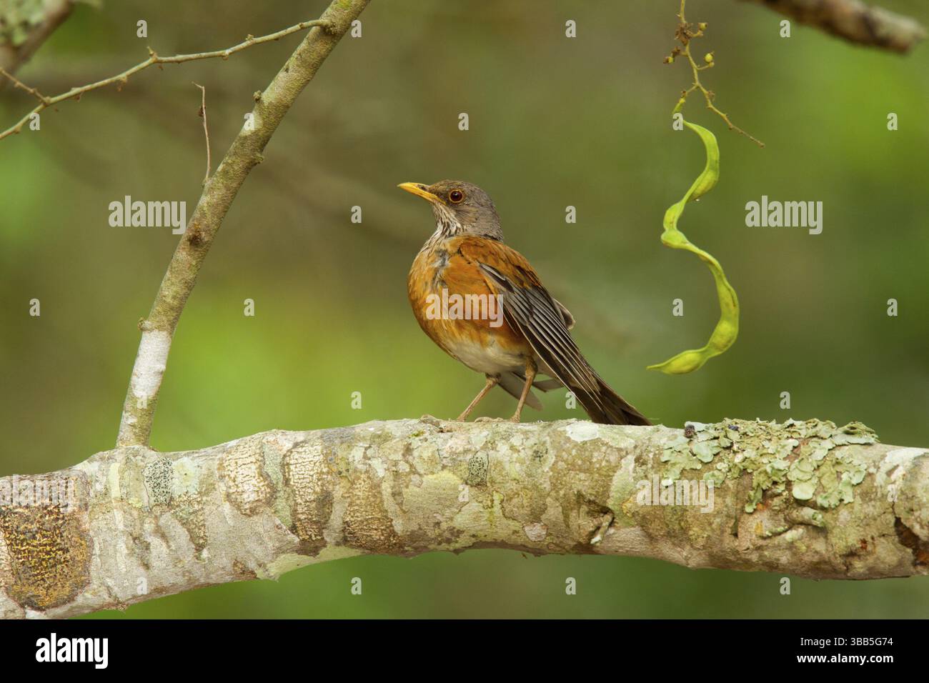Robin Turdus rufopalliatus El Tuito, Jalisco, Messico 9 giugno Turdidae adulti Foto Stock