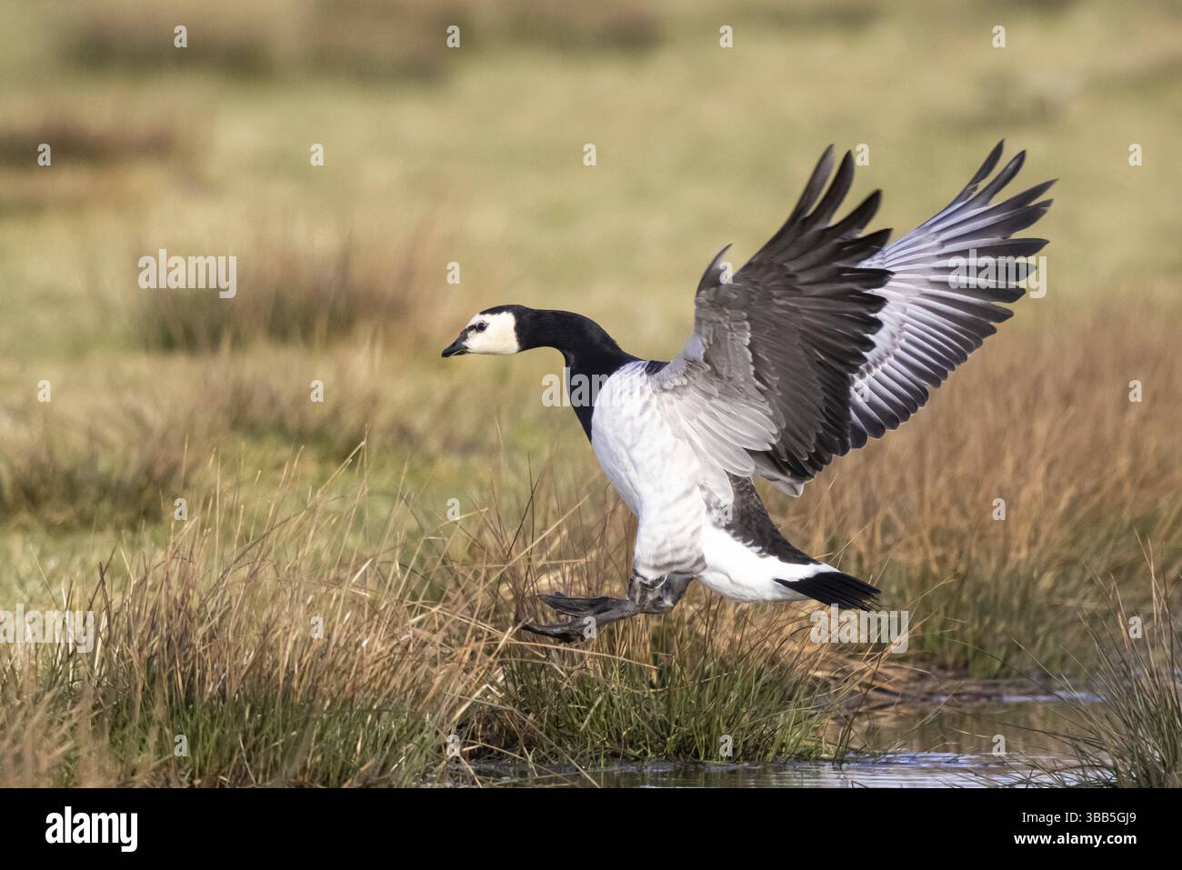 Barnacle Goose (Branta leucopsis) sbarco, Paesi Bassi Foto Stock