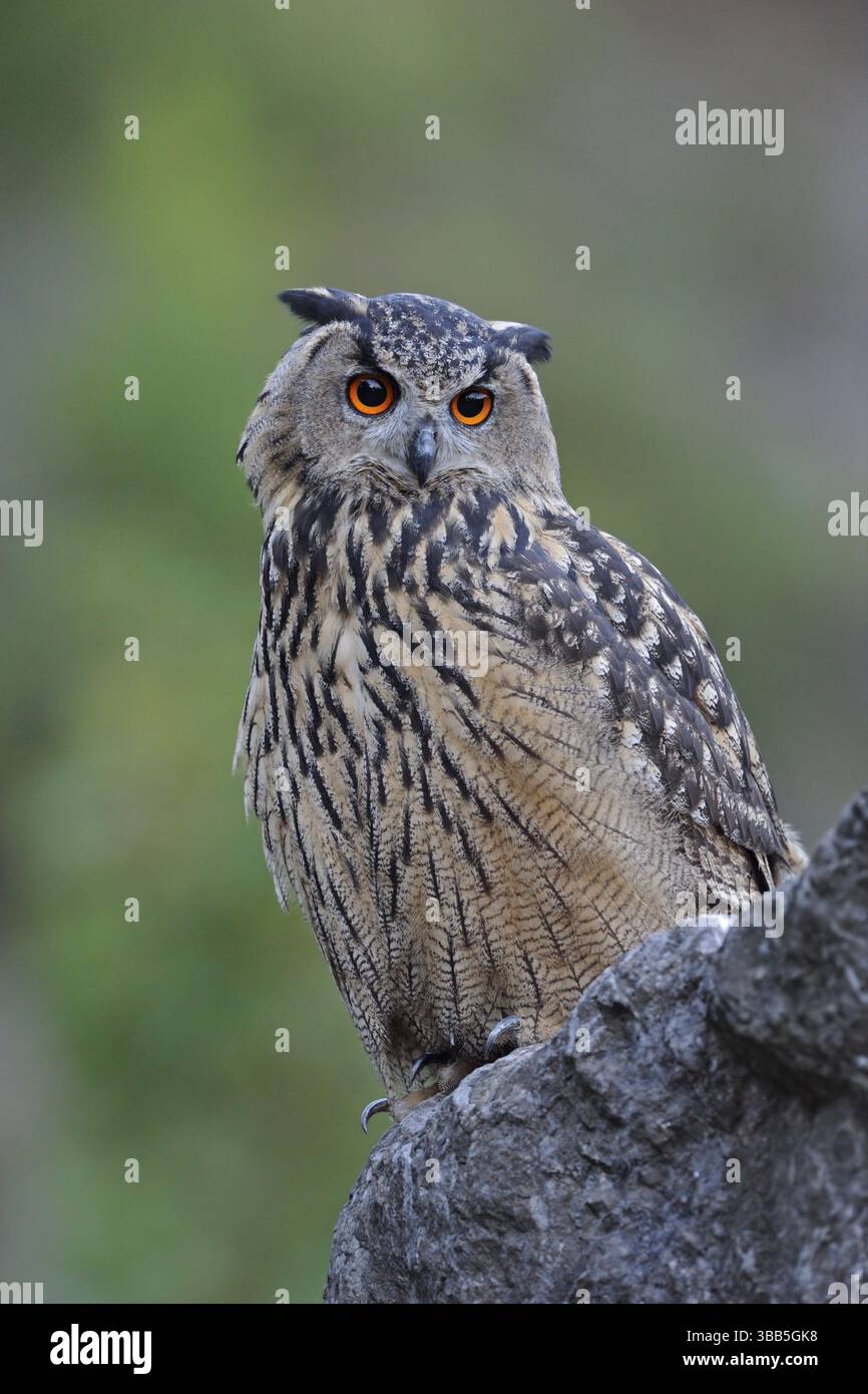 Gufo eurasiatico (bubo bubo) arroccato su una pietra, Renania settentrionale-Vestfalia, Germania, Europa Foto Stock