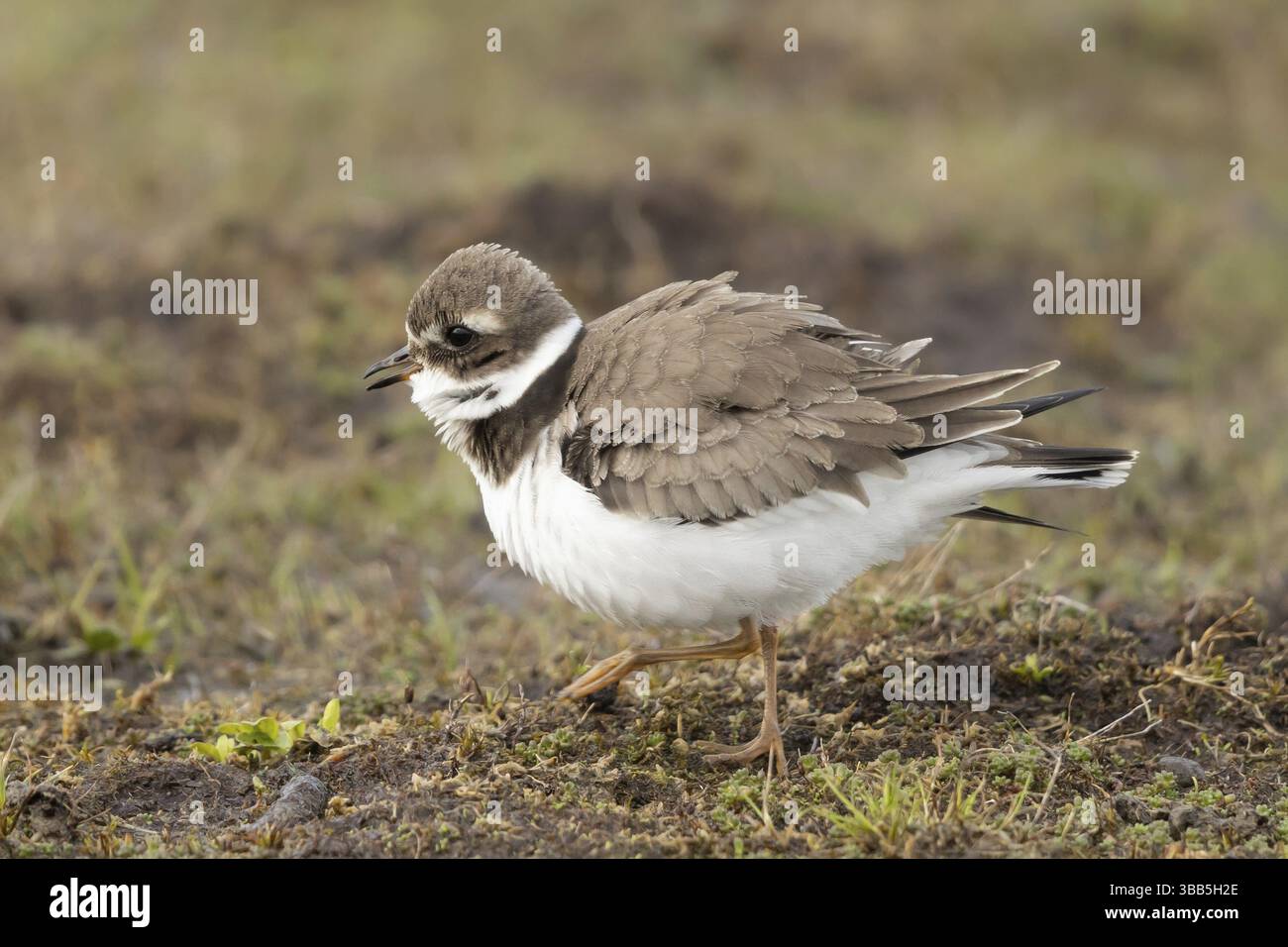 Plover ad anello comune (Charadrius hiaticula), Smaland, Svezia, Europa Foto Stock