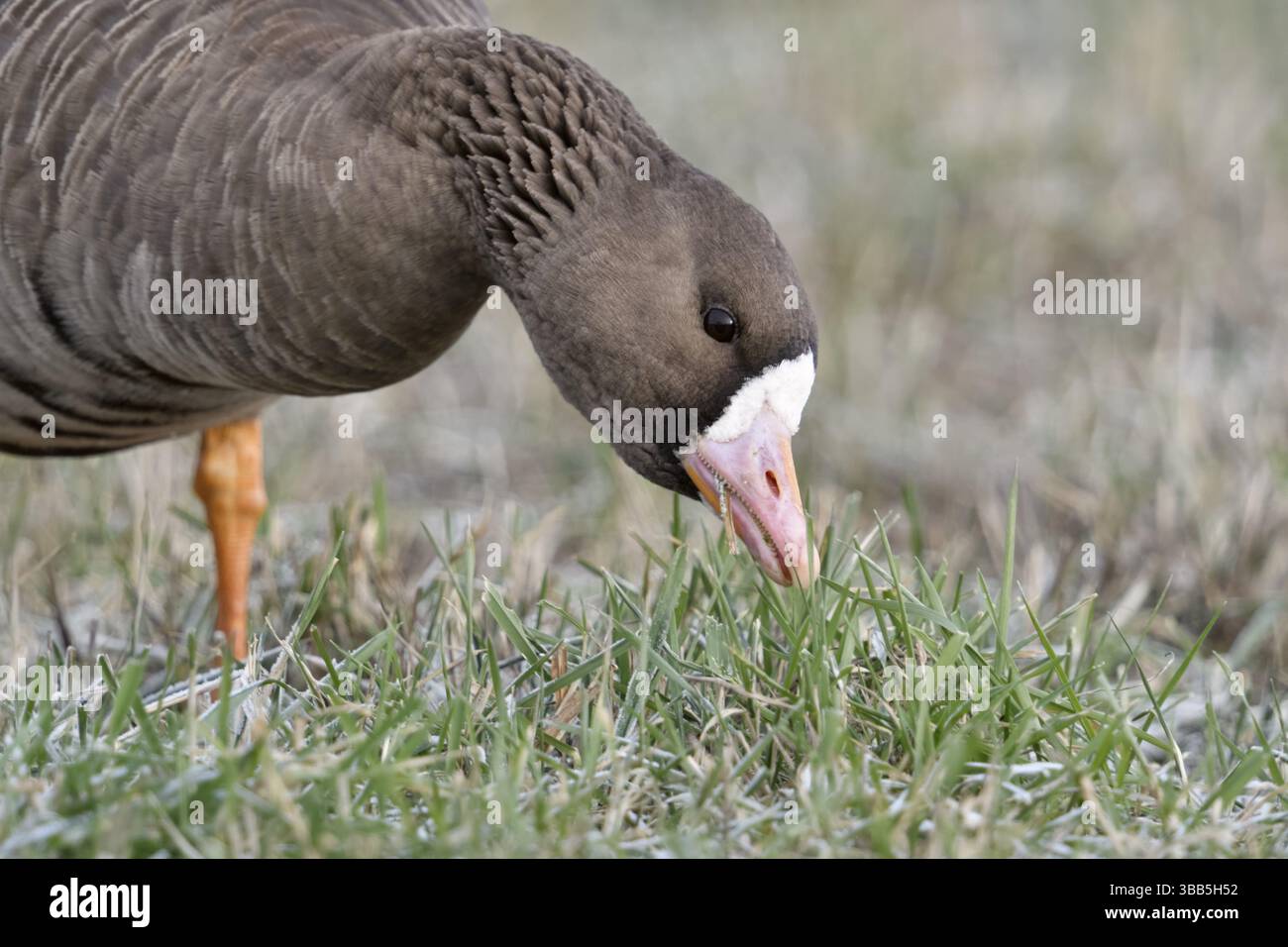 Greater White-Fronted Goose (Anser albifrons) Foraging, Renania settentrionale-Vestfalia, Germania, Europa Foto Stock
