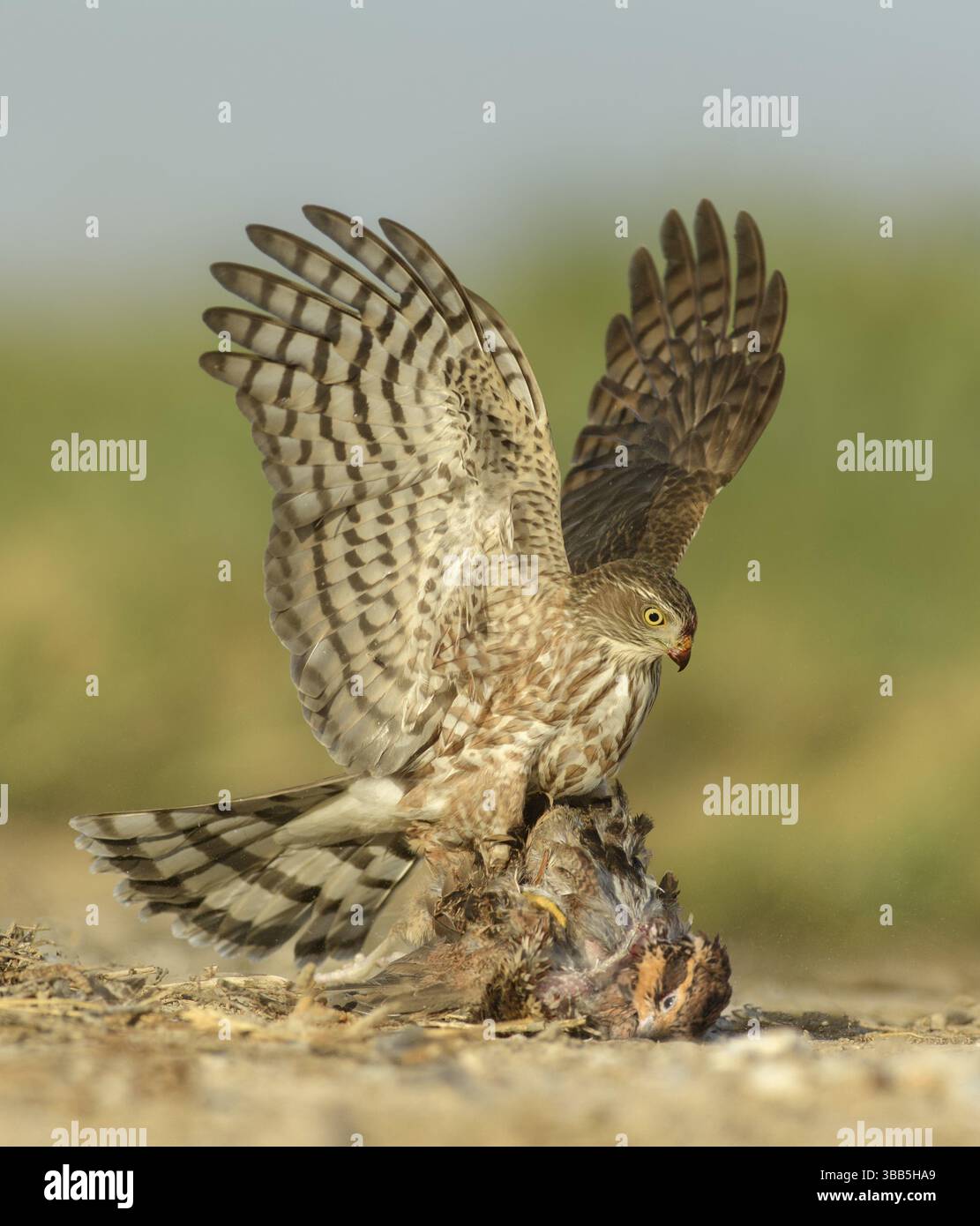 Hawk (Accipiter striatus) dalle tinte affilate immaturo con preda maschio del Bobwhite settentrionale (Colinus virginianus), Texas, Stati Uniti, Nord America Foto Stock