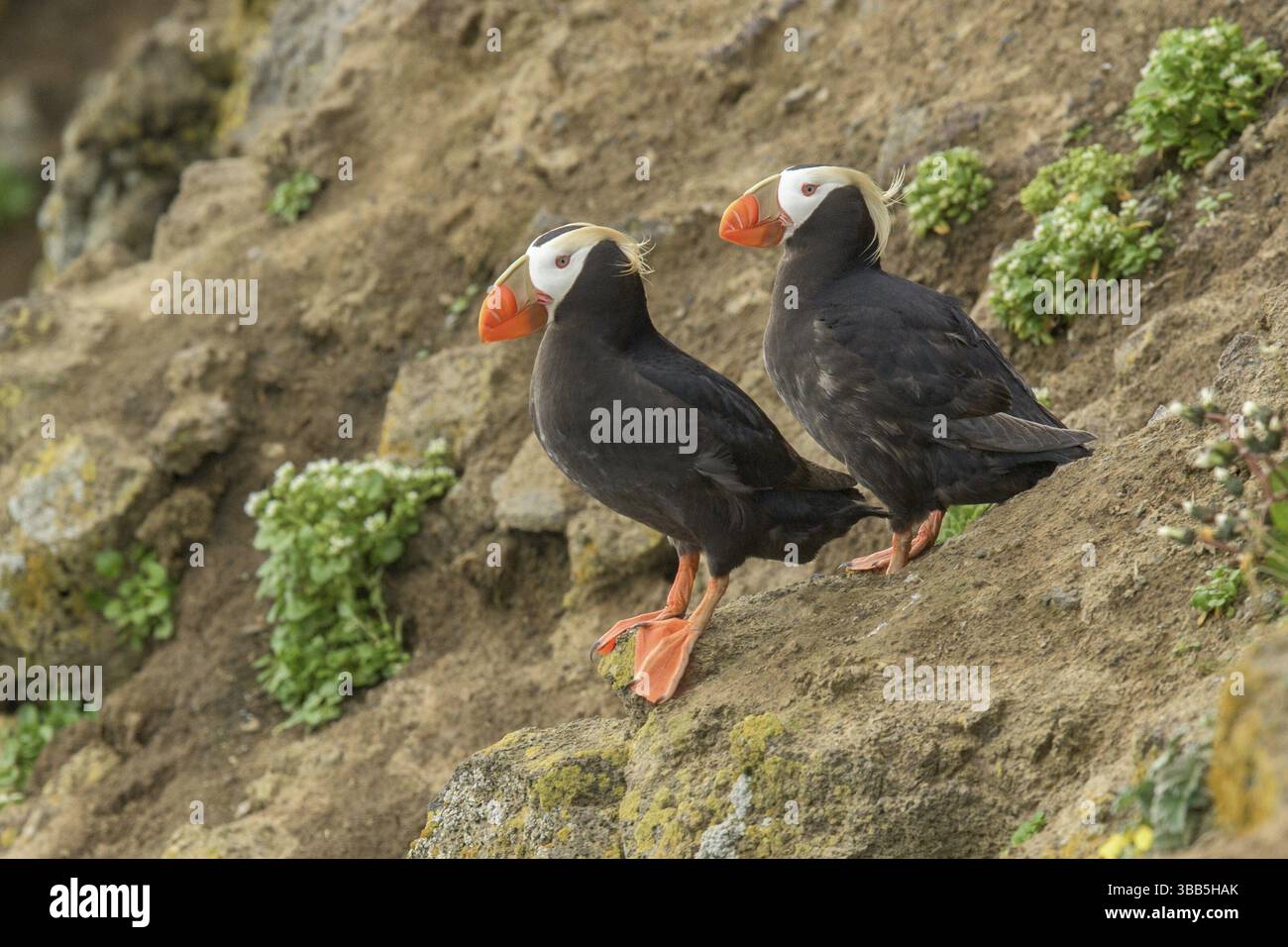 Puffin tufted (Fratercula cirrhata) coppia, Alaska, Stati Uniti, Nord America Foto Stock