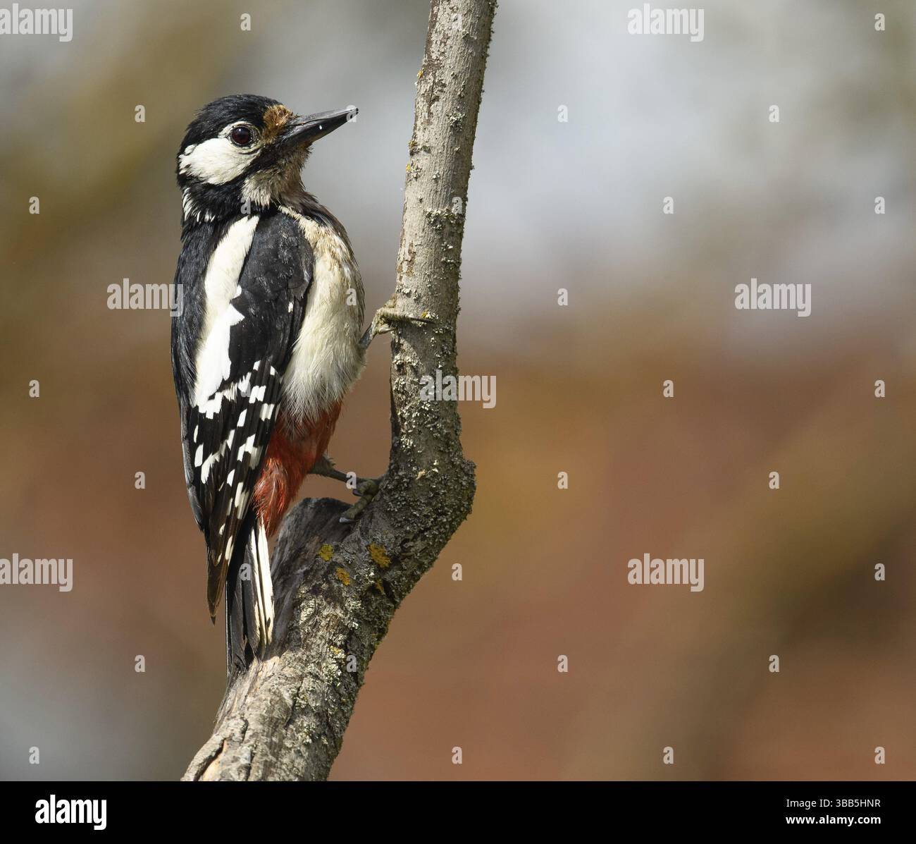 Buntspecht (Dendrocopos Major, Syn.: Picoides Major) Foto Stock