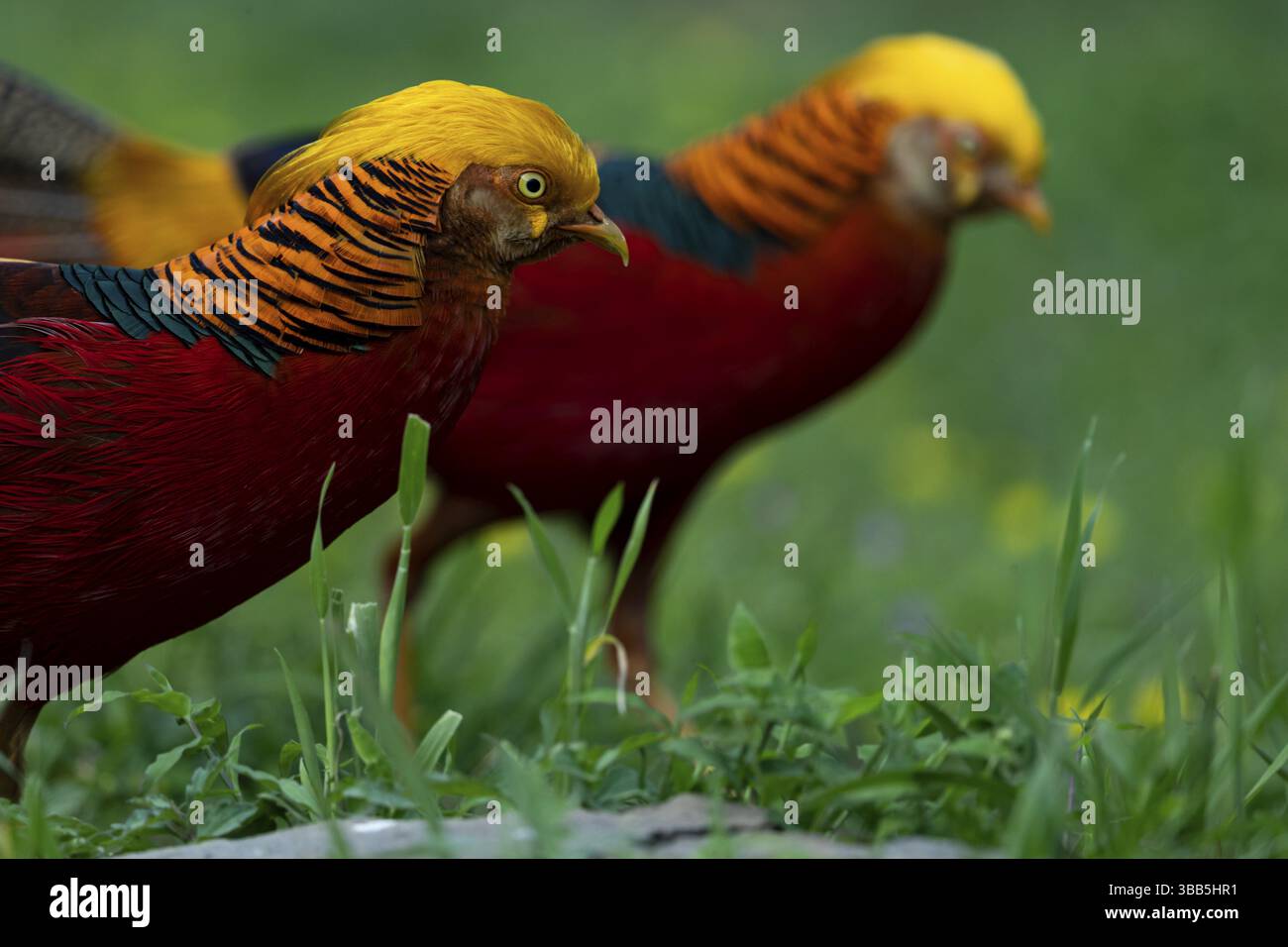 Maschi Golden Pheasant (Chrysolophus pictus) Foraging, Shanxi, Cina, Asia Foto Stock